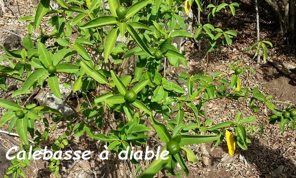 calebasse à diable, terre de bas, guadeloupe