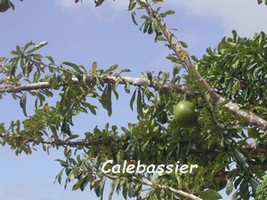 calebassier arbre guadeloupe