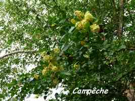 campeche, A Laborde