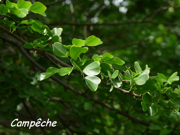 campêche, Haematoxylon campechianum, Littoral Deshaies