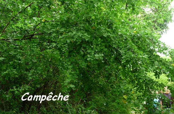 Haematoxylon campechianum, campêche, Poyen L