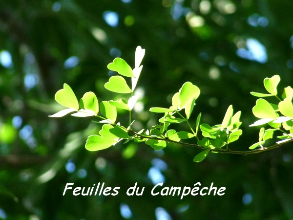 campêche feuilles L