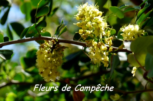 campeche, fleur TGT2, grande terre, guadeloupe