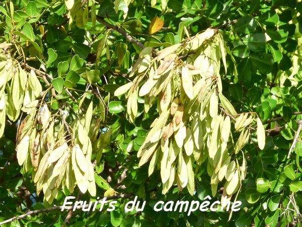 Haematoxylon campechianum, fruits, Maisoncelle