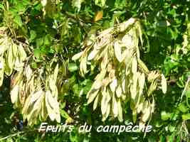Haematoxylon campechianum, fruits, Maisoncelle