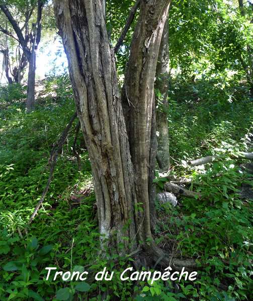 campêche tronc L