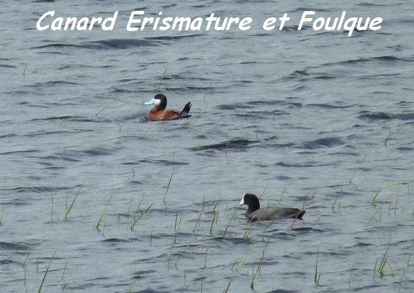 Oxyurajamaicensis, canard Erismature rousse, Fulica caribaea, foulque à cachet blancc Gaschet L