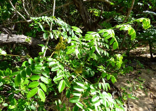 Canique, Caesalpinia bonduc, Port Louis, grande terre, guadeloupe