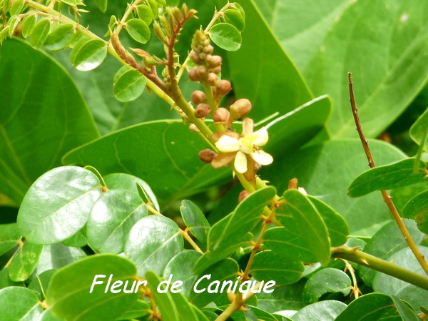 Caniques, Caesalpinia bonduc , Pte des chateaux