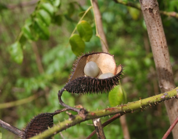 Caniques, Caesalpinia bonduc , Anse Bertrand