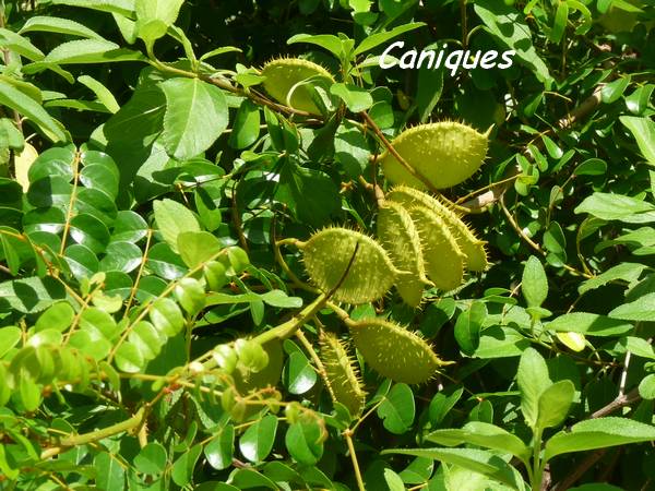 Caesalpinia caniques fruits L