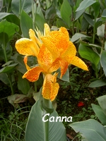 canna fleur guadeloupe