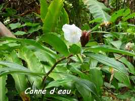 canne d`eau, Costus speciosus, Ferry, Deshaies