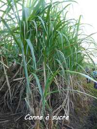 canne à sucre, Saccharum officinalis, Madame