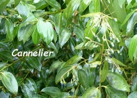 cannelier plante aromatique guadeloupe