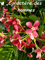 caractere des hommes grimpantes guadeloupe