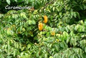 carambolier jardins Guadeloupe