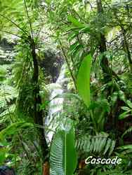 cascade, madeleine, basse terre sud, guadeloupe