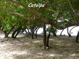 Catalpa, Thespesia populnea, Petit Havre