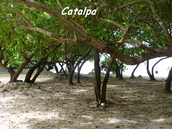 Catalpa, Thespesia populnea, Petit Havre