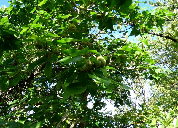 catalpa, Thespesia populnea, arbre, Port Louis, grande terre, guadeloupe