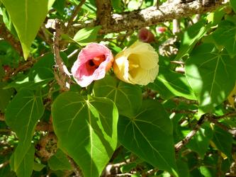 catalpa foret seche littoral Bois jolan Ste anne Guadeloupe