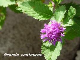 Grande centaurée, Centratherum punctatum, TdeH; les saintes