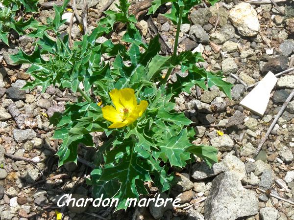 Chardon marbré, Argemone mexicana, les Saintes