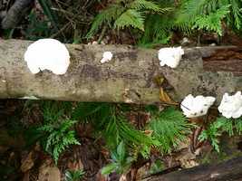 champignons, ferry, deshaies, basse terre, guadeloupe