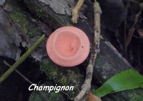 Champignon, Ferry, Deshaies