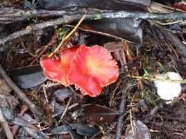 Champignon, Piton de Bouillante