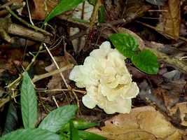 champignon, Riv D