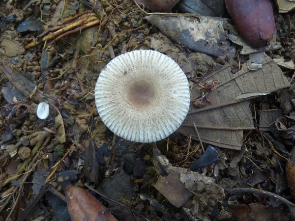 champignon, tete allegre, baille argent, basse terre nord, guadeloupe