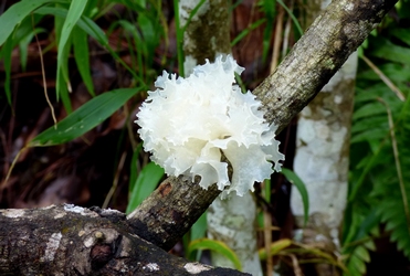 champignon bras david petit bourg 