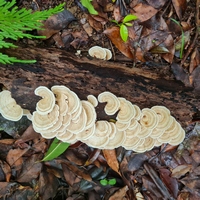 champignon la stele