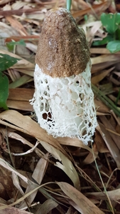 champignon guadeloupe