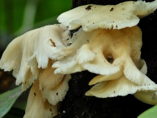 Champignon, Piton de Bouillante