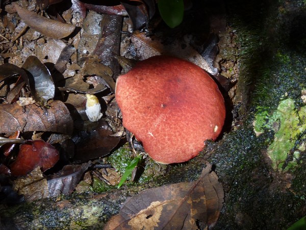 Champignon, Piton de Bouillante