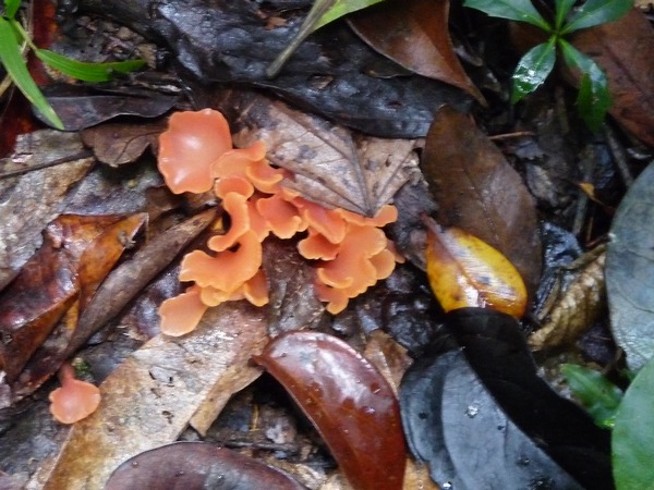 Champignon, Piton de Bouillante