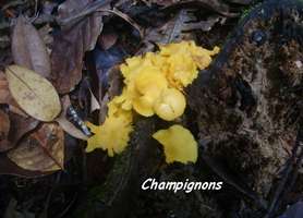 champignon, Trace 36 mois, ste rose, basse terre, guadeloupe