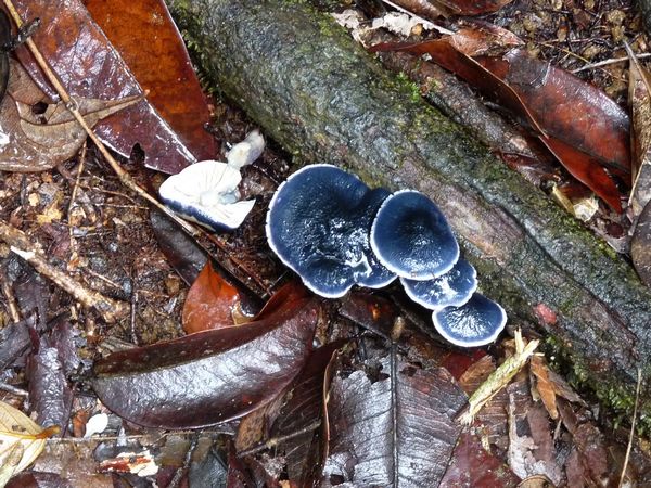 champignon, trois cornes, nord basse terre, guadeloupe