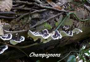 Champignon, Ferry, Deshaies
