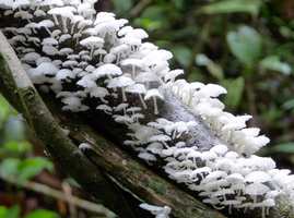 champignon, ravine gras, petit bourg