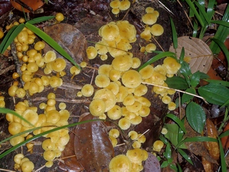 champignons canyon moustique P Bourg Guadeloupe