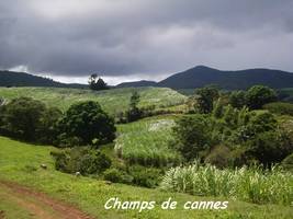 champs, solitude, trace 36 mois, ste rose, basse terre, guadeloupe