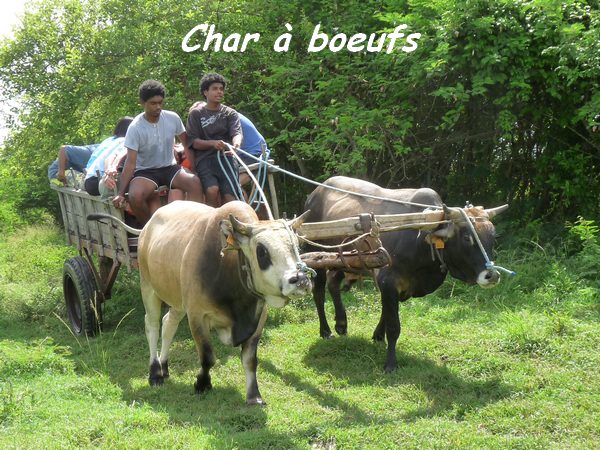 Char à boeufs Lac de gaschet L