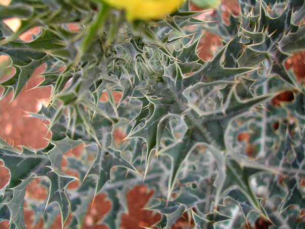 Chardon marbré, Argemone mexicana, Désirade