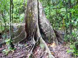 chataignier contreforts, arbre, chute galion, basse terre sud, guadeloupe