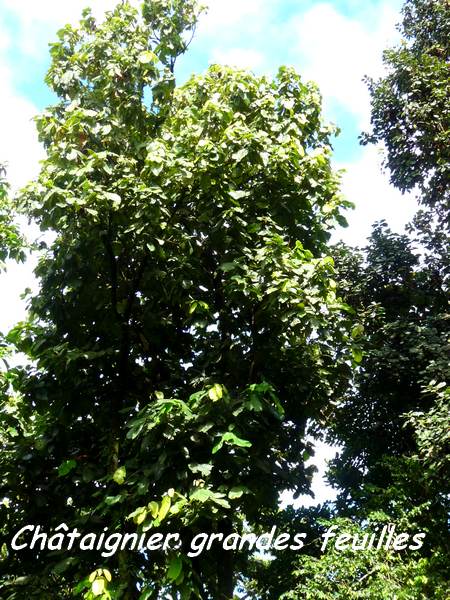 chataignier grandes feuilles, arbre, nez cassé, basse terre, guadeloupe