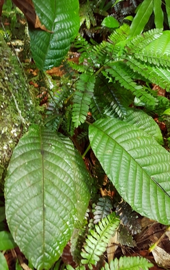 châtaignier rivière bras david petit bourg guadeloupe